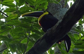 toucan